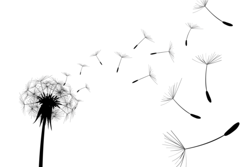 dandelion black illustration vector 01 gooloc dandelion black illustration vector 01