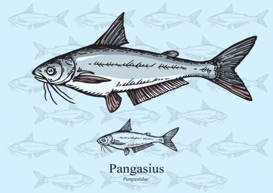 Pangasius fish vector Pangasius fish   