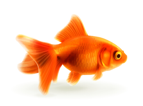 Red goldfish vector red goldfish   
