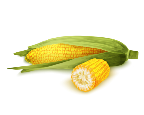 Realistic corn design vectors set 05 sign realistic corn   