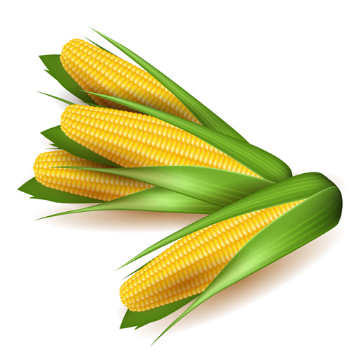 Realistic corn design vectors set 04 sign realistic corn   