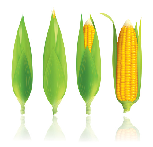 Realistic corn design vectors set 03 sign realistic corn   