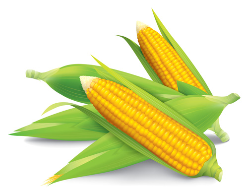 Realistic corn design vectors set 02 sign realistic corn   