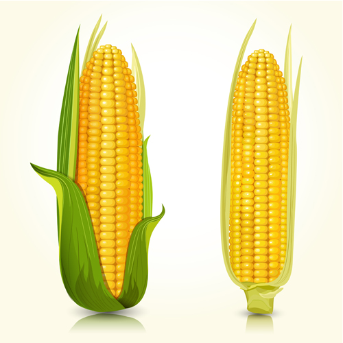 Realistic corn design vectors set 01 realistic corn   