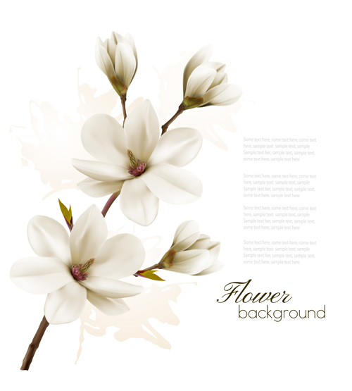 White magnolia with flower background vector 02 white magnolia flower background   