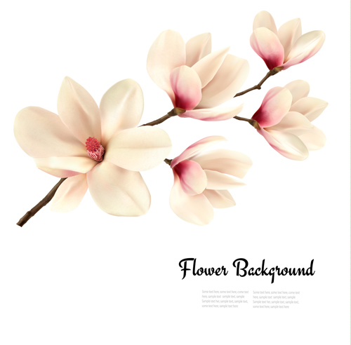 White magnolia with flower background vector 01 white magnolia flower background   