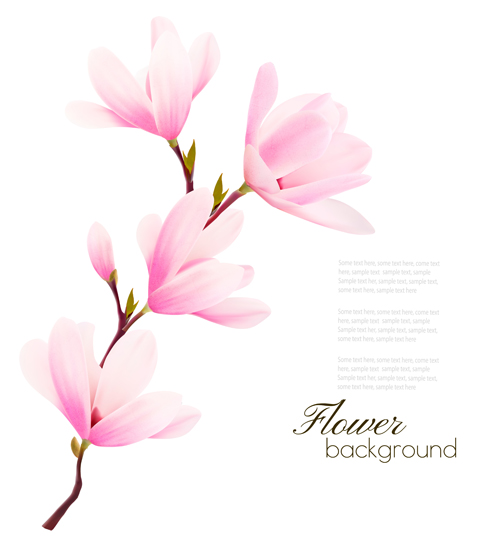 Pink magnolia flower background vector 04 pink magnolia flower background   