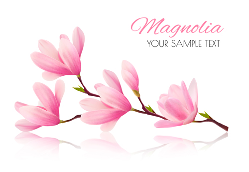 Pink magnolia flower background vector 01 pink magnolia flower background   