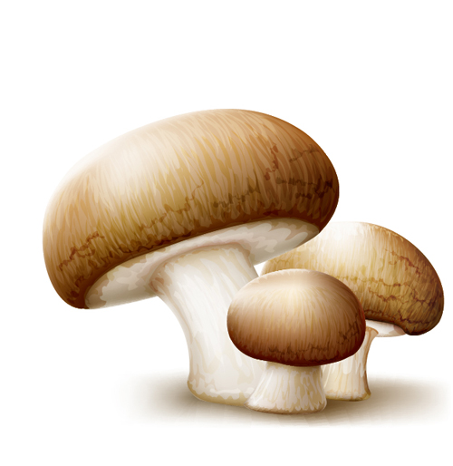 Champignons vector material material champignons   