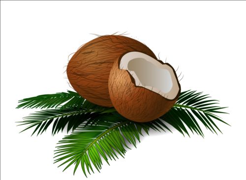 Realistic coconut with green leaves vector 01 realistic leaves green coconut   