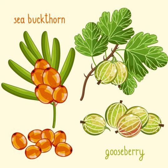 Fruit with name design vector 12 name fruit   