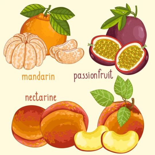 Fruit with name design vector 01 name fruit   