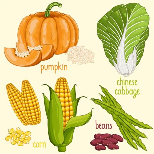 Vegetables with name design vector 04 vegetables name   