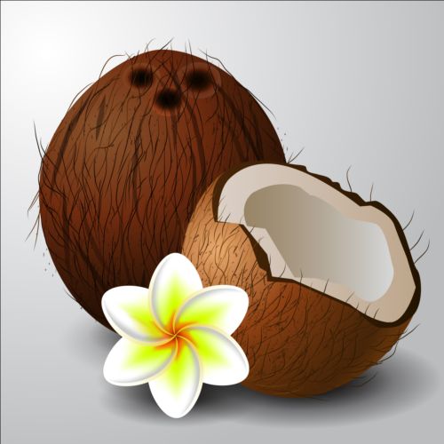 Coconut with white flower vector white flower coconut   