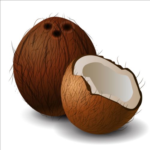 Realistic coconut illustration vector realistic illustration coconut   