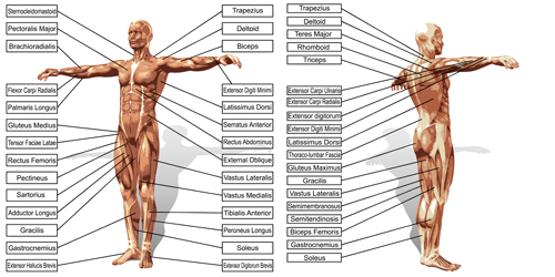 Vector human structure graphic set 09 structure human graphic   