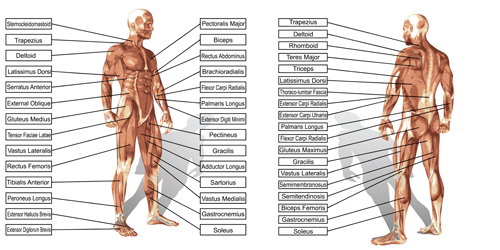 Vector human structure graphic set 05 structure human graphic   