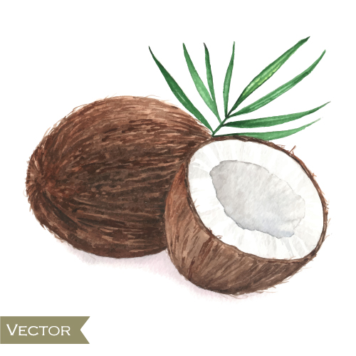 Coconut watercolor drawn vector watercolor coconut   