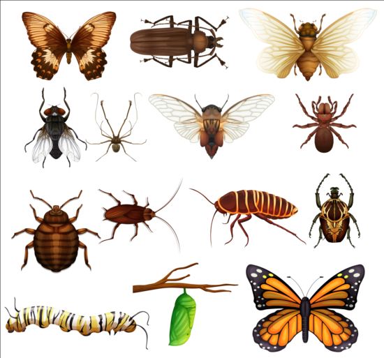 Vector Insects huge collection 08 insects huge collection   