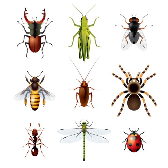 Vector Insects huge collection 05 insects huge collection   