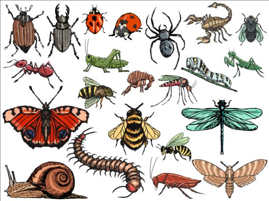 Vector Insects huge collection 04 insects huge collection   