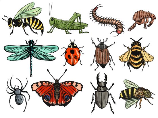 Vector Insects huge collection 03 insects huge collection   