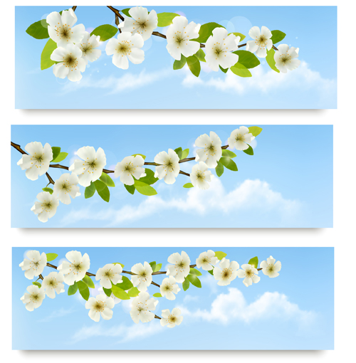 Beautiful white flowers vector banner 02 white flowers flower beautiful banner   