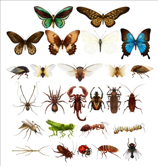 Vector Insects huge collection 02 insects huge collection   