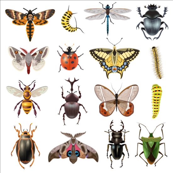 Vector Insects huge collection 01 insects huge collection   