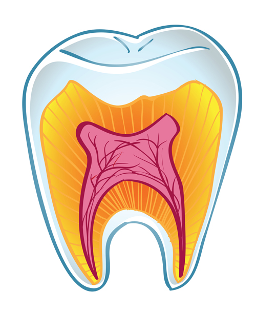 Teeth section structure vector material teeth structure section Isolated   