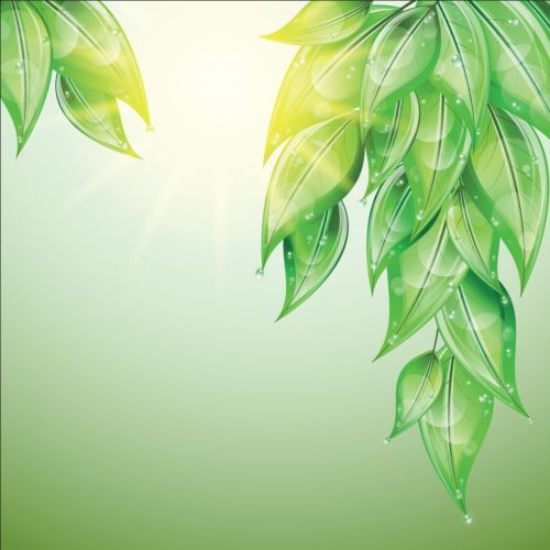 Green leaves with water drop vector background water leaves green drop background   