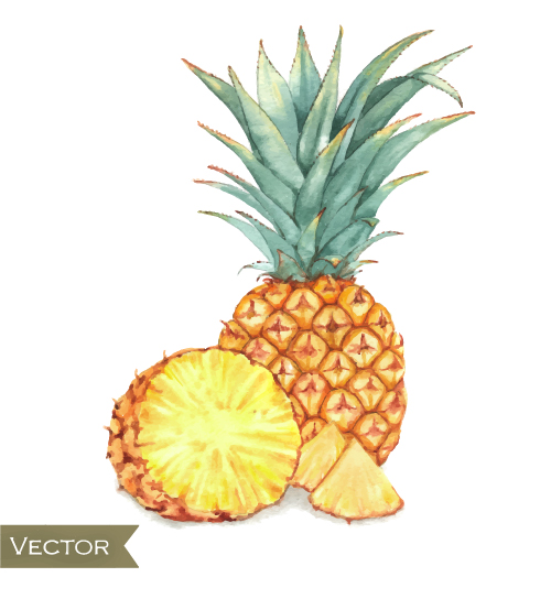 Watercolor pineapple drawn vector watercolor pineapple drawn   