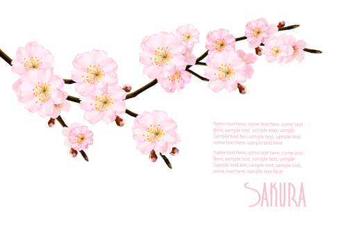 Sakura branch with spring background vector spring sakura branch background   