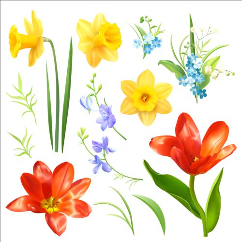 Various spring flower vector Various spring flower   