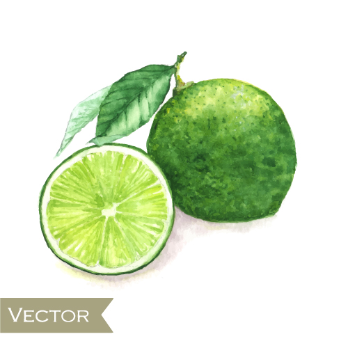 Green lemon watercolor drawn vector watercolor lemon drawn   