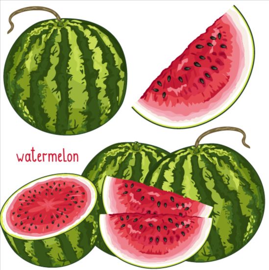 Fresh watermelon vector material 01 watermelon fresh   
