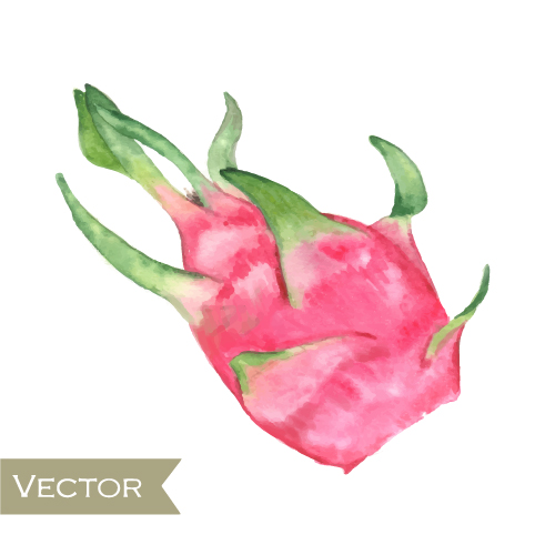 Watercolor pitaya drawn vector watercolor pitaya drawn   